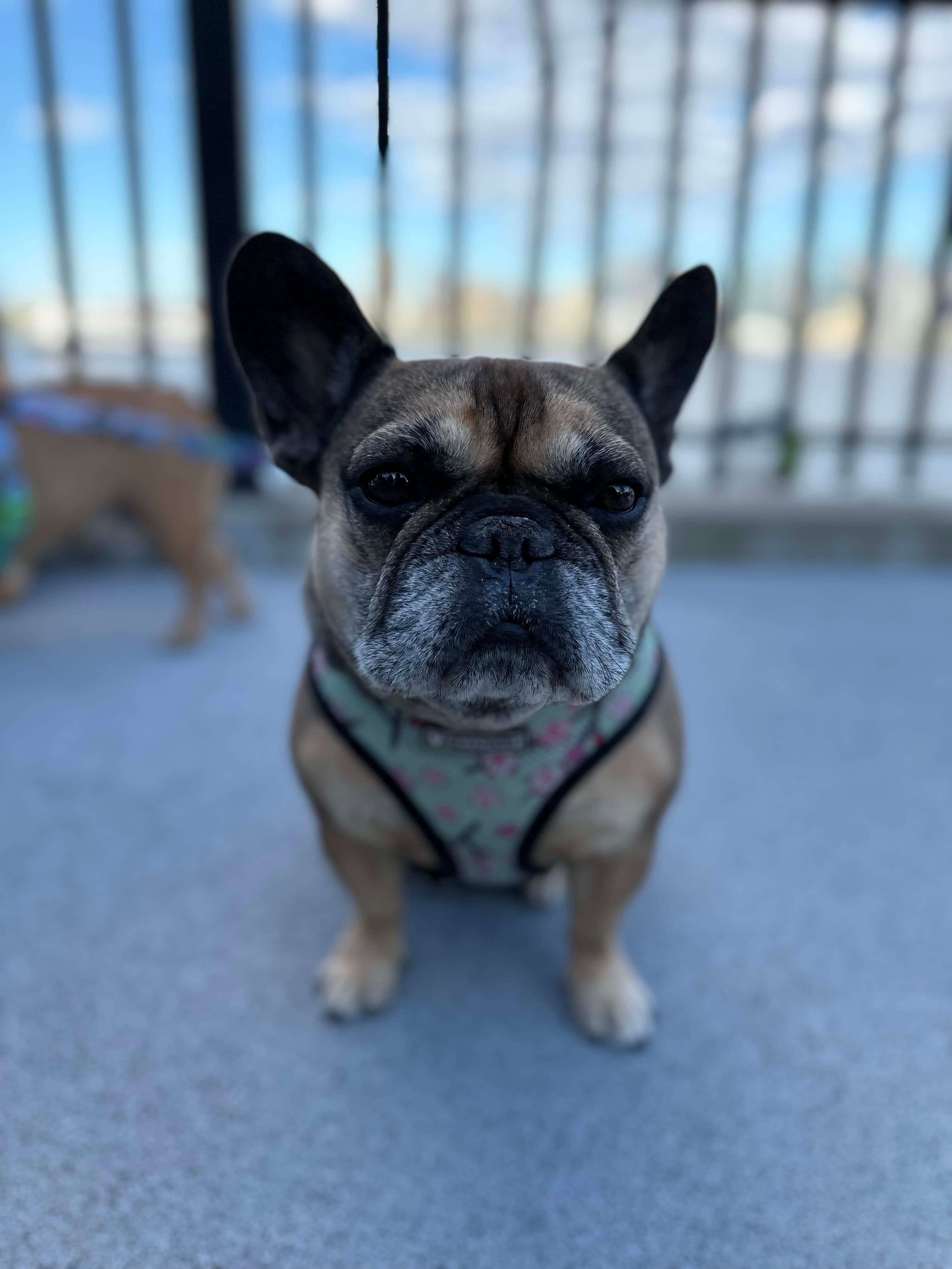 Photo of Charlie